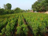 Mango Plants Manufacturer Supplier Wholesale Exporter Importer Buyer Trader Retailer in Dapoli Maharashtra India